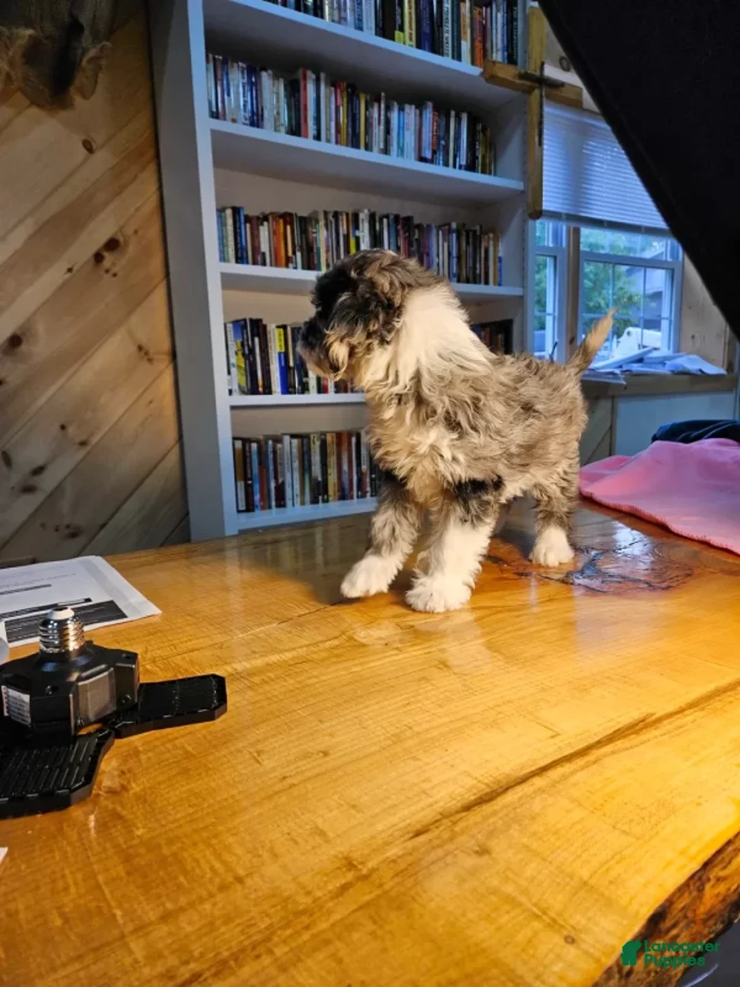 Mixed Breed dogs for sale: Skylar - Ad 2