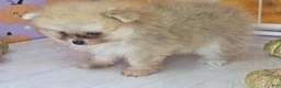 Pomeranian dogs for sale: Apricot - Orange Female Pomeranian - Ad 8