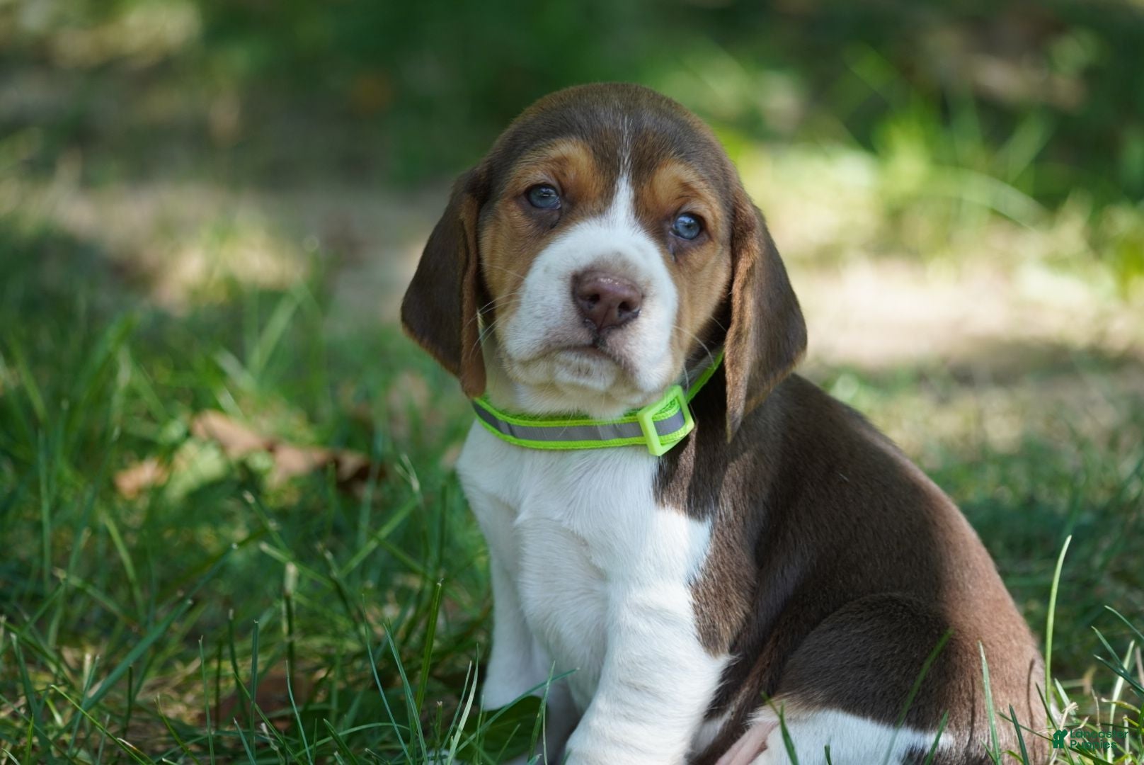 Beagle dogs Maverick  - Ad 1