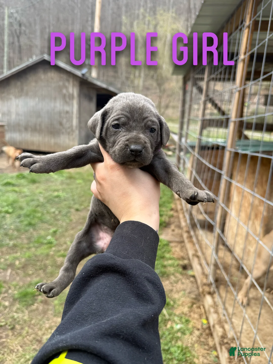 Cane Corso dogs for sale: Cane Corso Puppy 7 - Ad 2