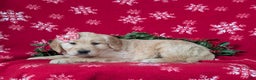 Golden Retriever dogs for sale: Cassie - Ad 5
