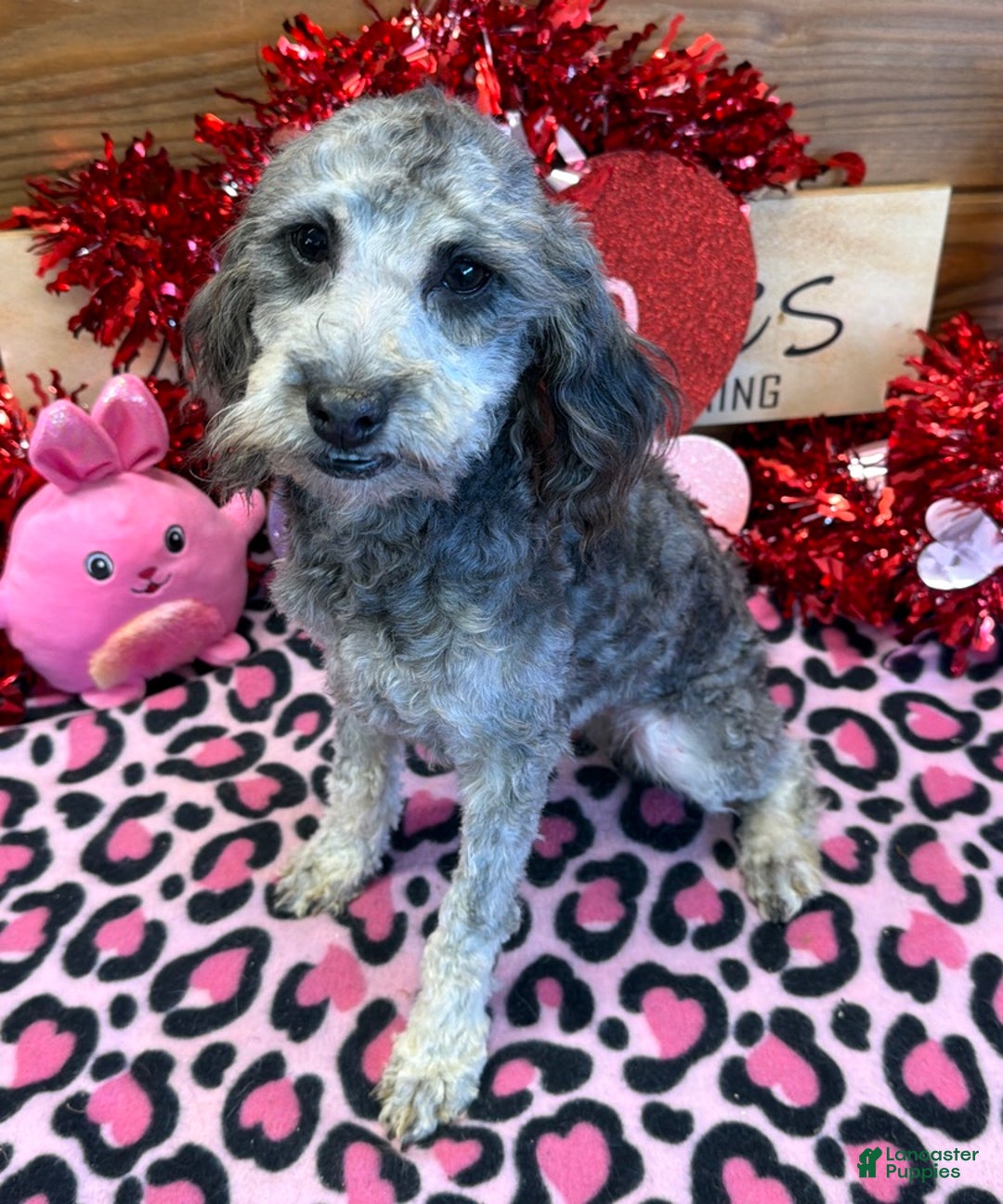 Cockapoo dogs for sale: Tessa - Ad 1