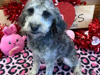 Cockapoo dogs Tessa - Ad 5