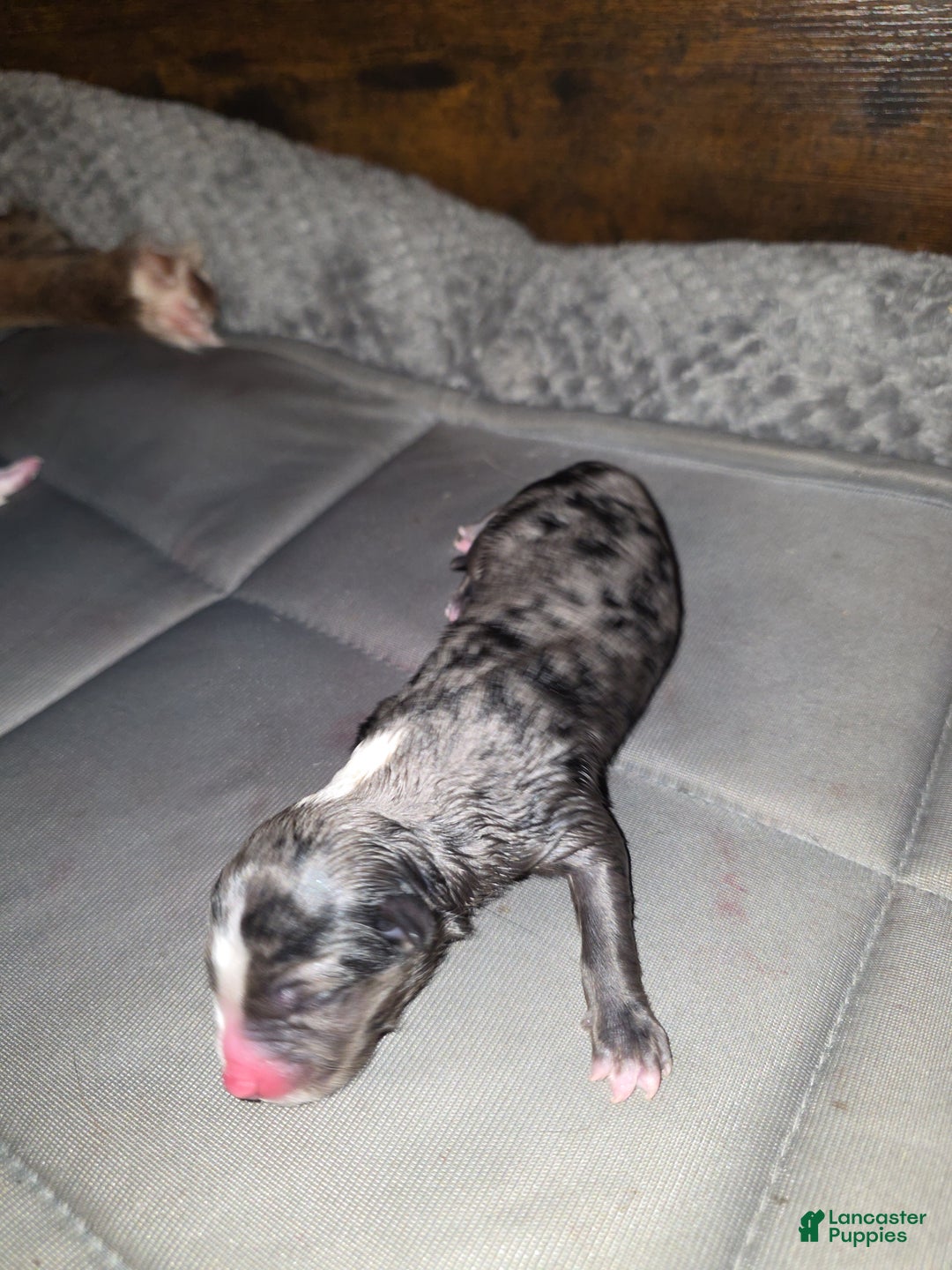 Miniature Australian Shepherd dogs for sale: Miniature Australian Shepherd Puppy 3 - Ad 2
