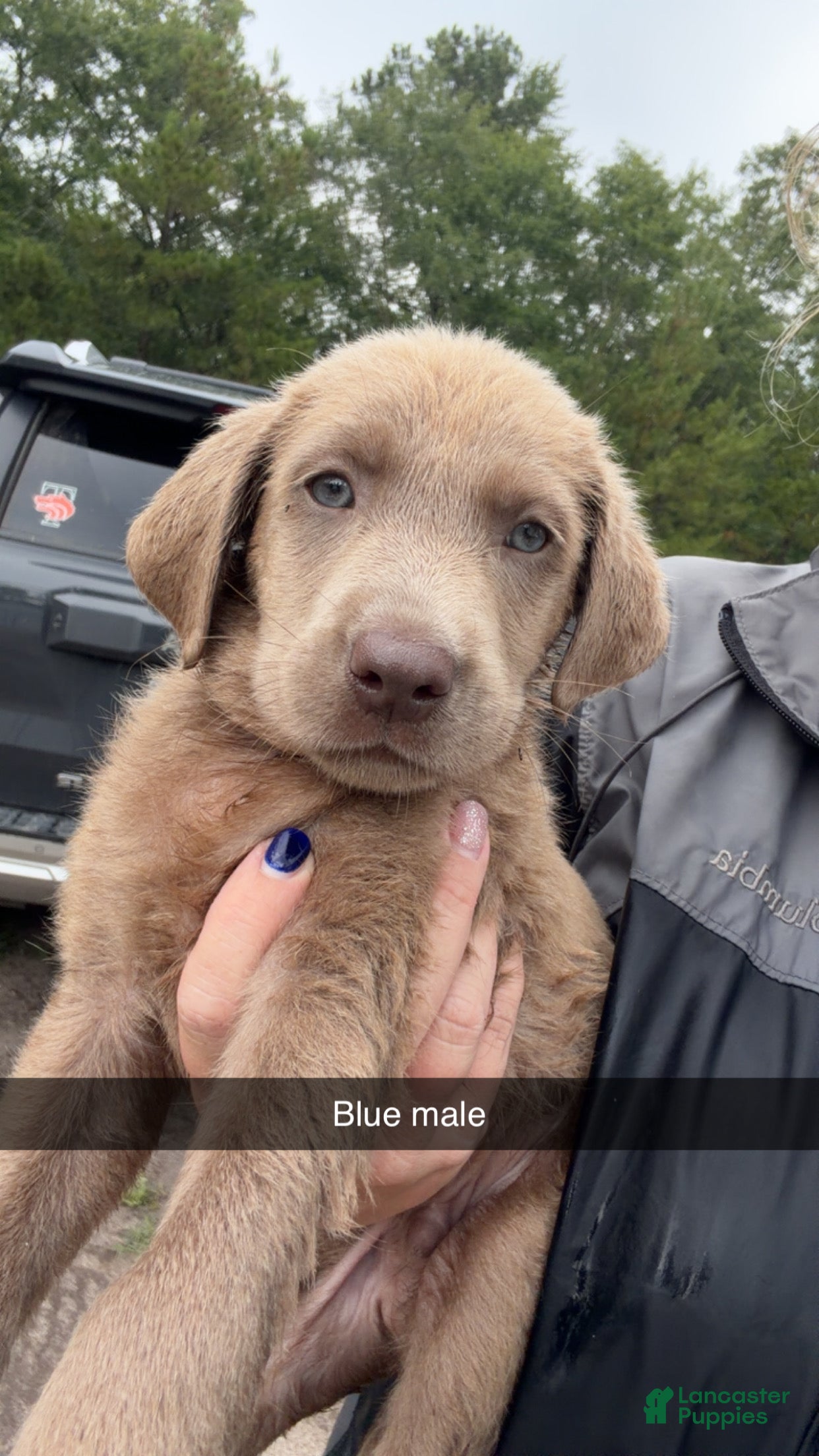 Labrador Retriever dogs Blue male - Ad 1