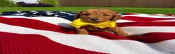 Mini Goldendoodle dogs for sale: Mini Goldendoodle 2 - Ad 6