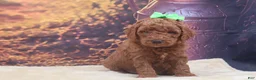 Miniature Poodle dogs for sale: Winston - Ad 1
