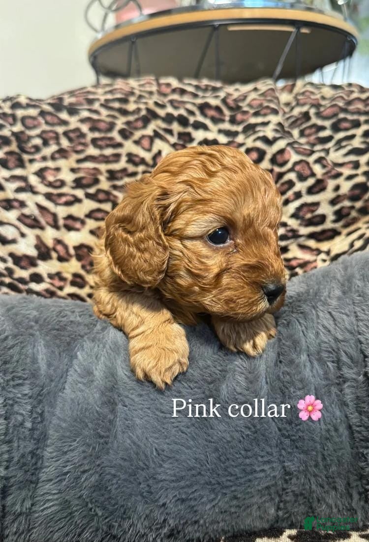 Cavapoo dogs Stacey  - Ad 4