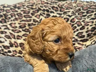 Cavapoo dogs Stacey - Ad 12