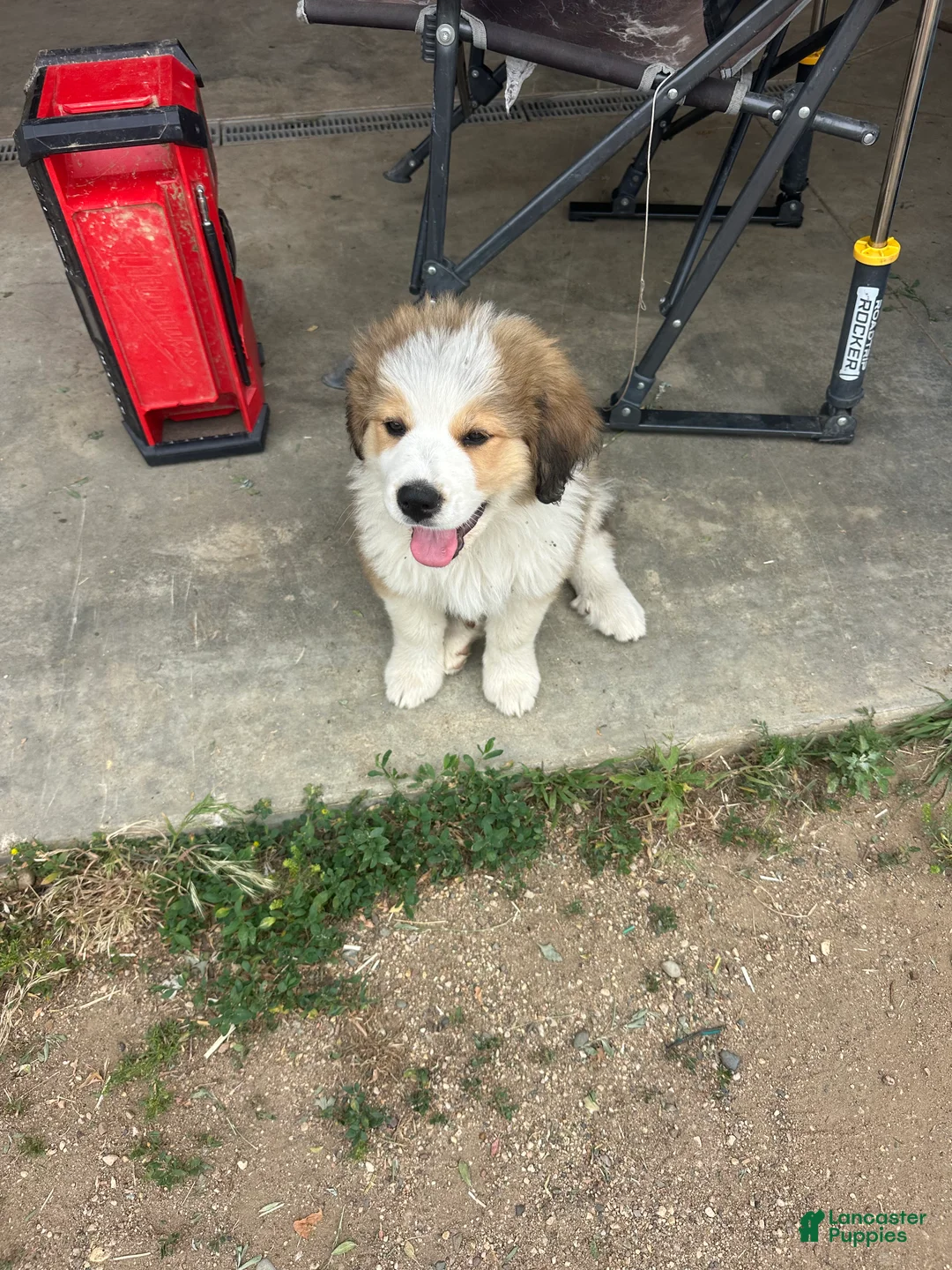 Mixed Breed dogs for sale: Willow  - Ad 2