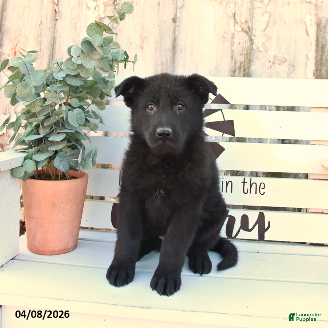 German Shepherd dogs for sale: Callie - Ad 3
