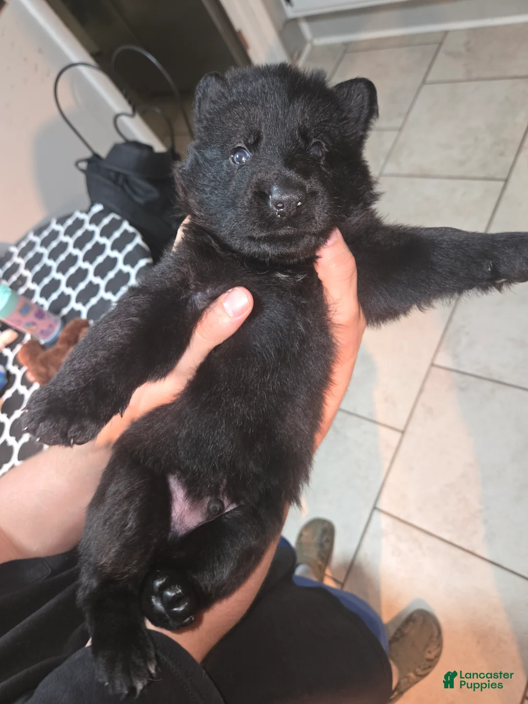 German Shepherd dogs for sale: German Shepherd 4 - Ad 2