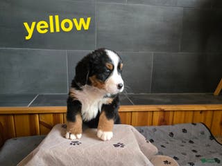 Bernese Mountain Dog dogs Yellow - Ad 6