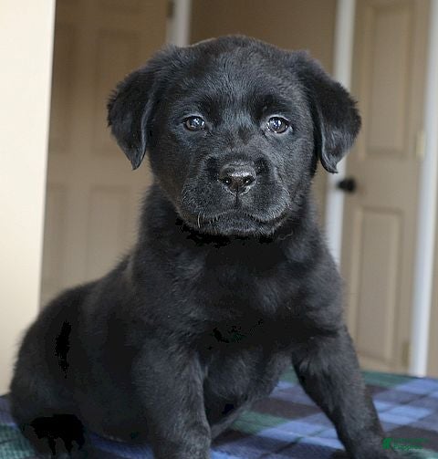 Labrador Retriever dogs Shelby - Champ lines - Ad 1