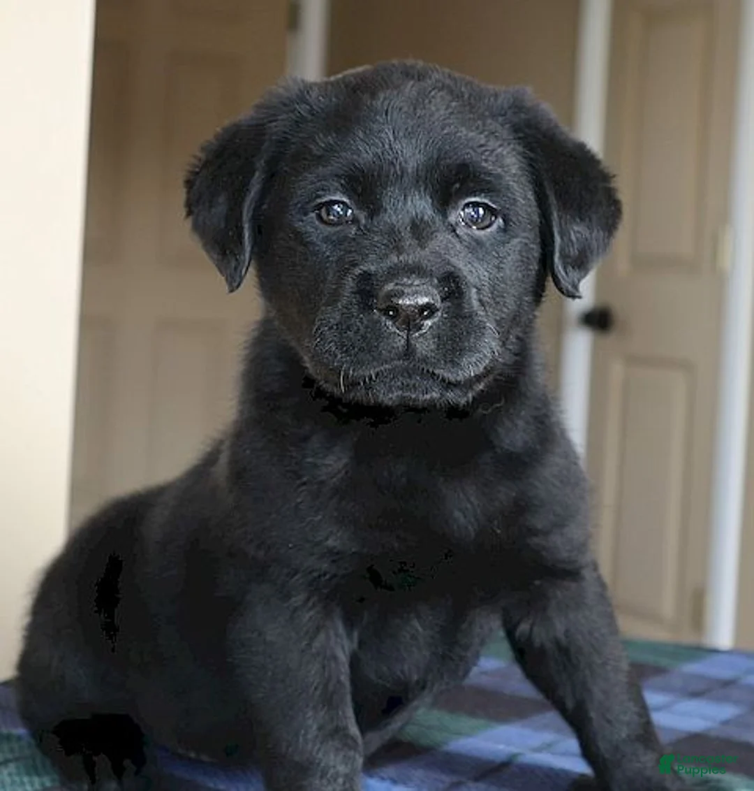 Labrador Retriever dogs for sale: Shelby - Champ lines - Ad 1