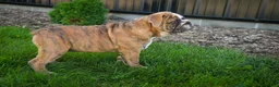 English Bulldog dogs for sale: Delsie English Bulldog leash trained and crate training in progress - Ad 11