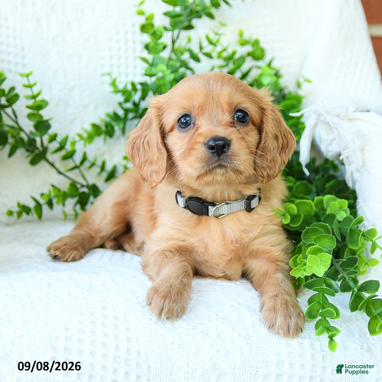 Miniature Golden Retriever dogs Asher - Ad 2