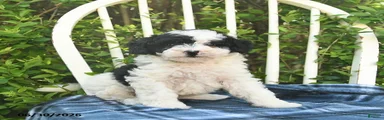 Fern