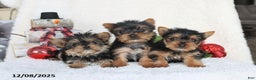 Yorkshire Terrier dogs for sale: Candy - Ad 2