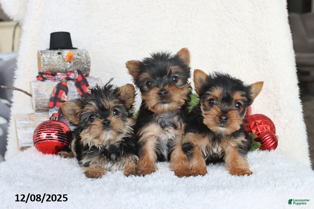 Yorkshire Terrier dogs for sale: Candy - Ad 2
