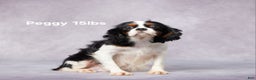 Cavapoo dogs for sale: Dane - Ad 7