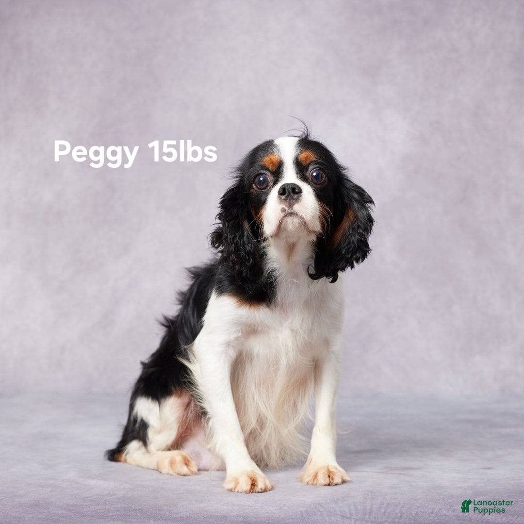 Cavapoo dogs for sale: Dane - Ad 7