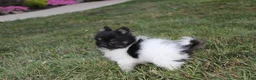 Pomeranian dogs for sale: Ziggy - Ad 3