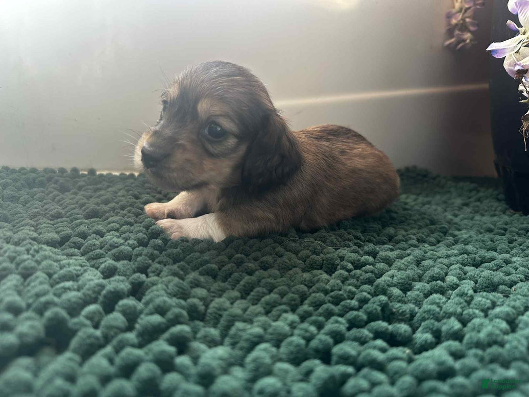 Dachshund dogs for sale: Mickey - Ad 23