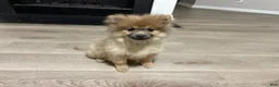 Pomeranian dogs for sale: Feather - Ad 4