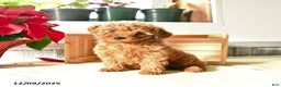 Toy Poodle dogs for sale: Tierney - Ad 1
