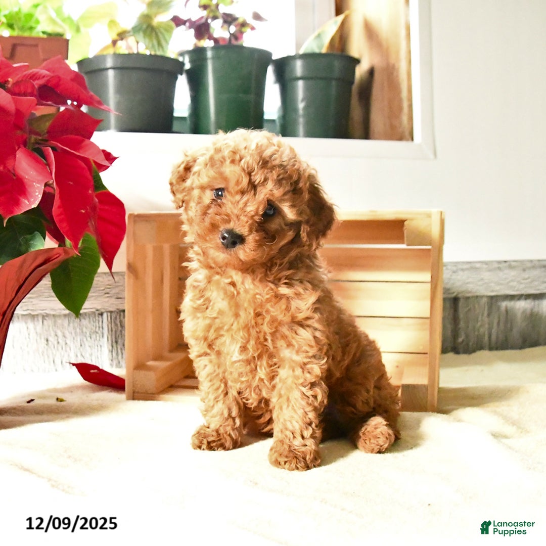 Toy Poodle dogs for sale: Tierney - Ad 1