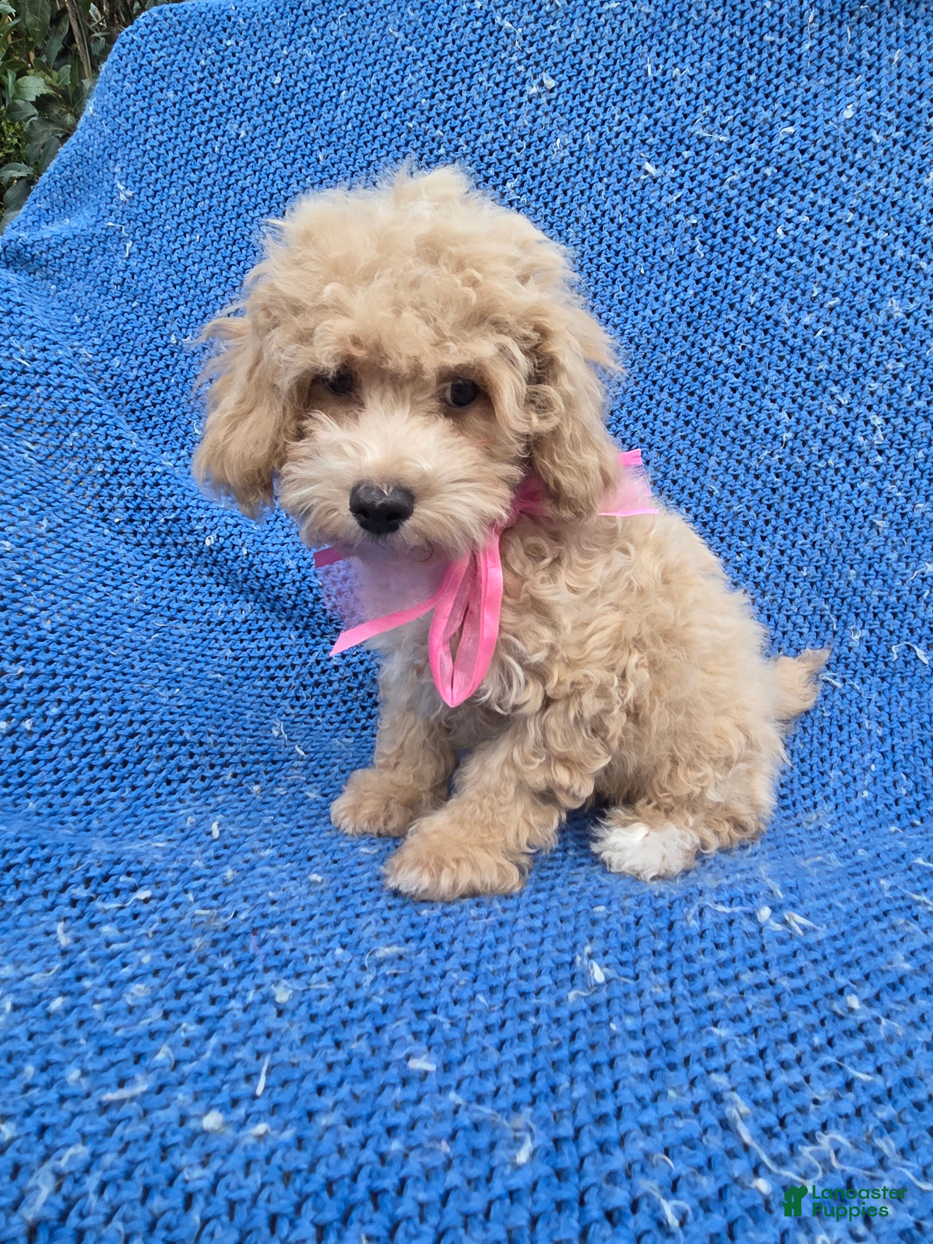 Toy Poodle dogs Luna  - Ad 16