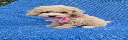 Toy Poodle dogs for sale: Luna  - Ad 1