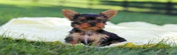 Yorkshire Terrier dogs for sale: Miranda - Ad 9