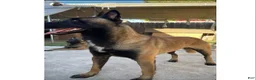 Belgian Malinois dogs for sale: Belgian Malinois 2 - Ad 2