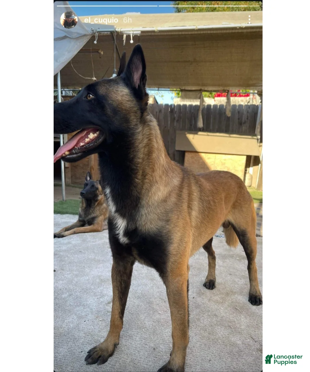 Belgian Malinois dogs for sale: Belgian Malinois 2 - Ad 2