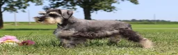Miniature Schnauzer dogs for sale: Tucker - Ad 2