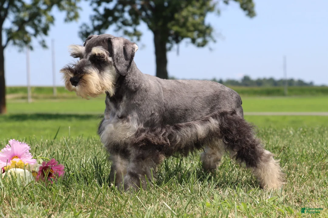 Miniature Schnauzer dogs for sale: Tucker - Ad 2