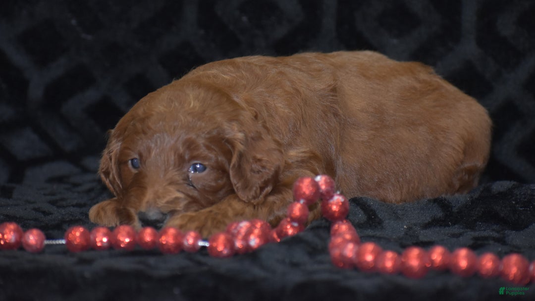 Mini Goldendoodle dogs for sale: Glory - Ad 9