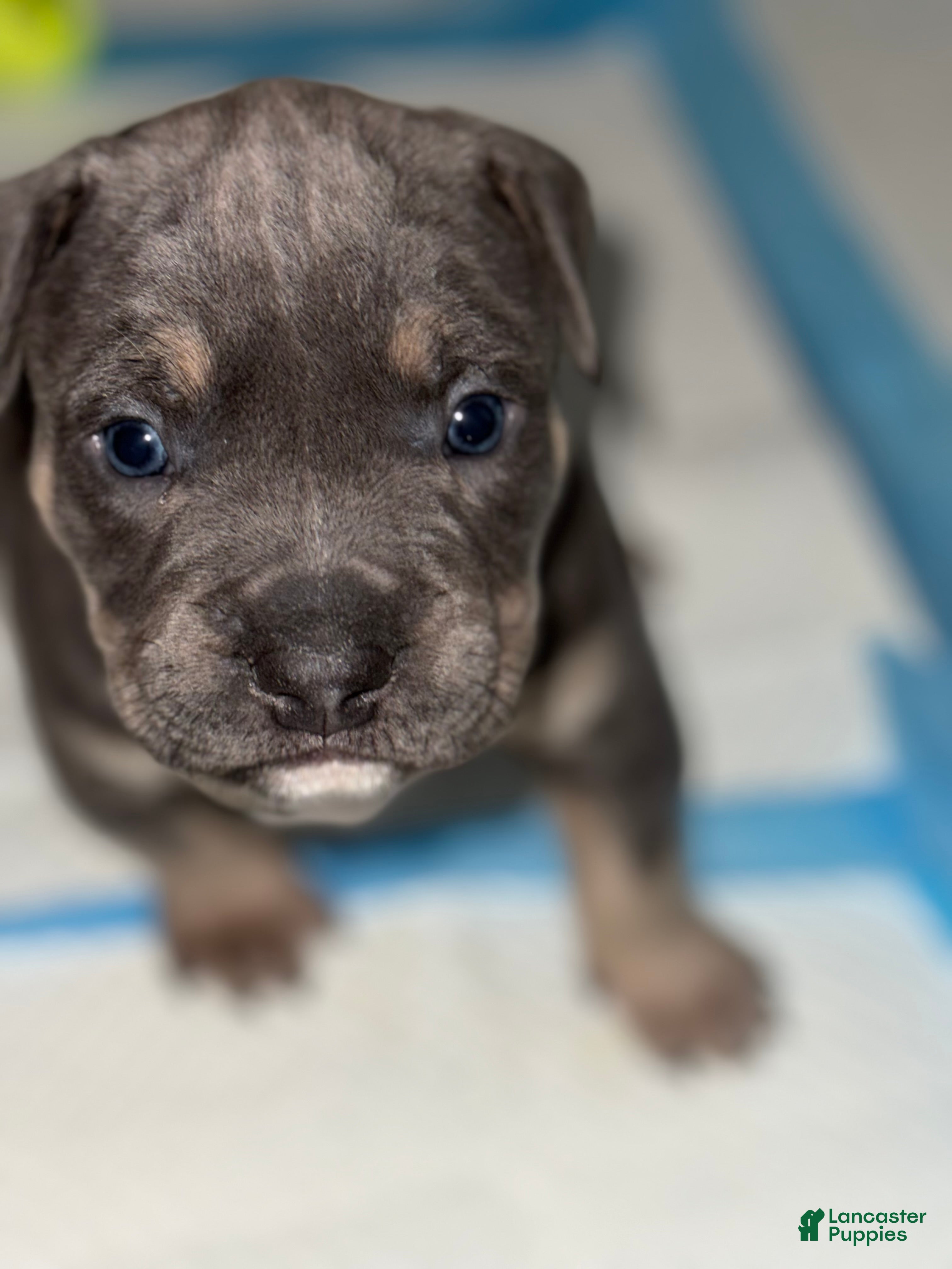 American Bully dogs Frisco - Ad 18