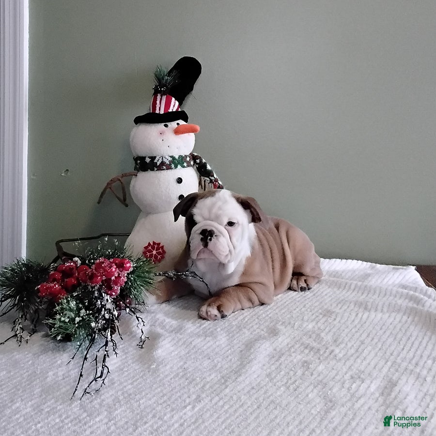 English Bulldog dogs Winston - Ad 3