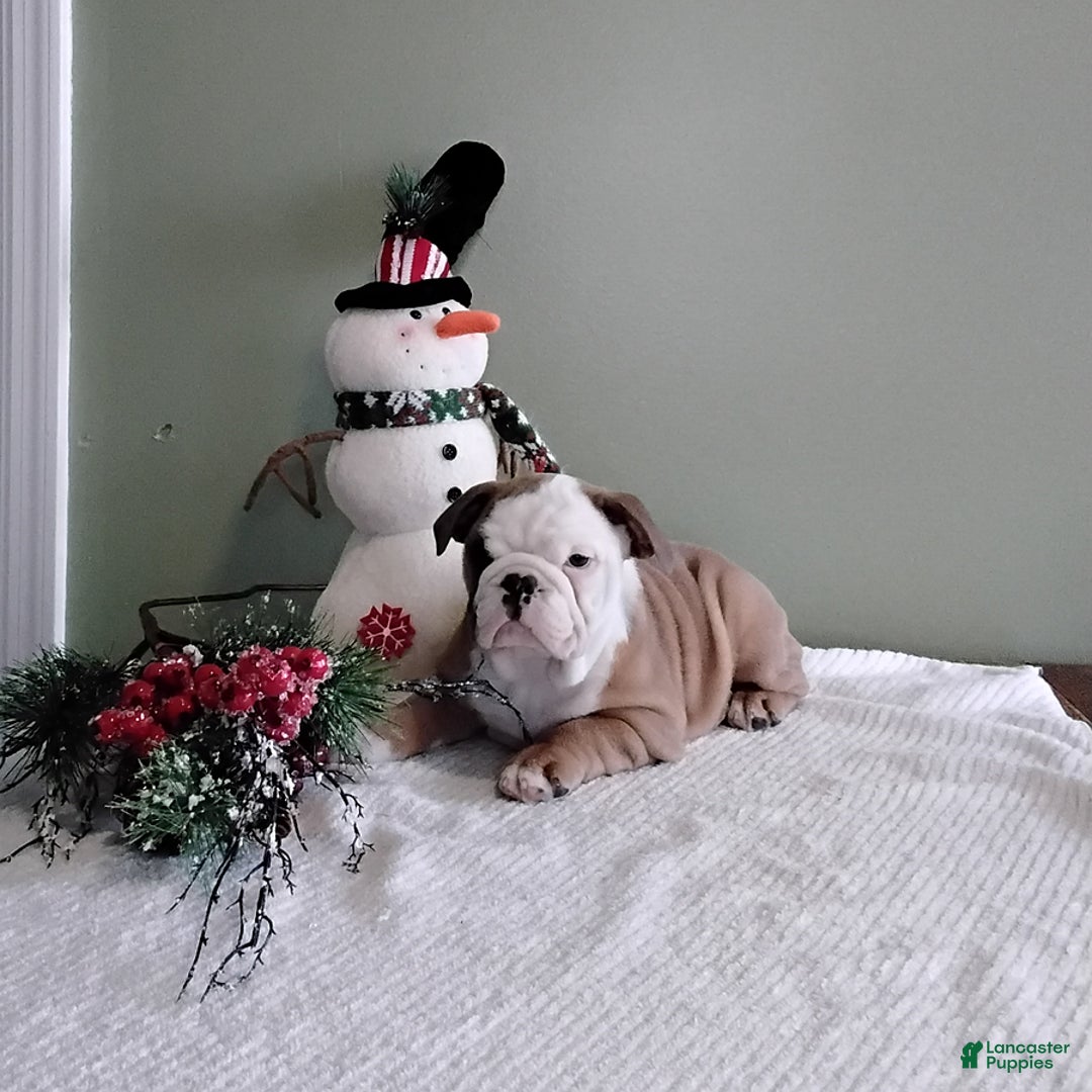 English Bulldog dogs for sale: Winston - Ad 1