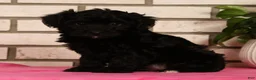 Yorkiepoo dogs for sale: Eden - Ad 4