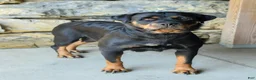 Rottweiler dogs for sale: Rhea - Ad 6