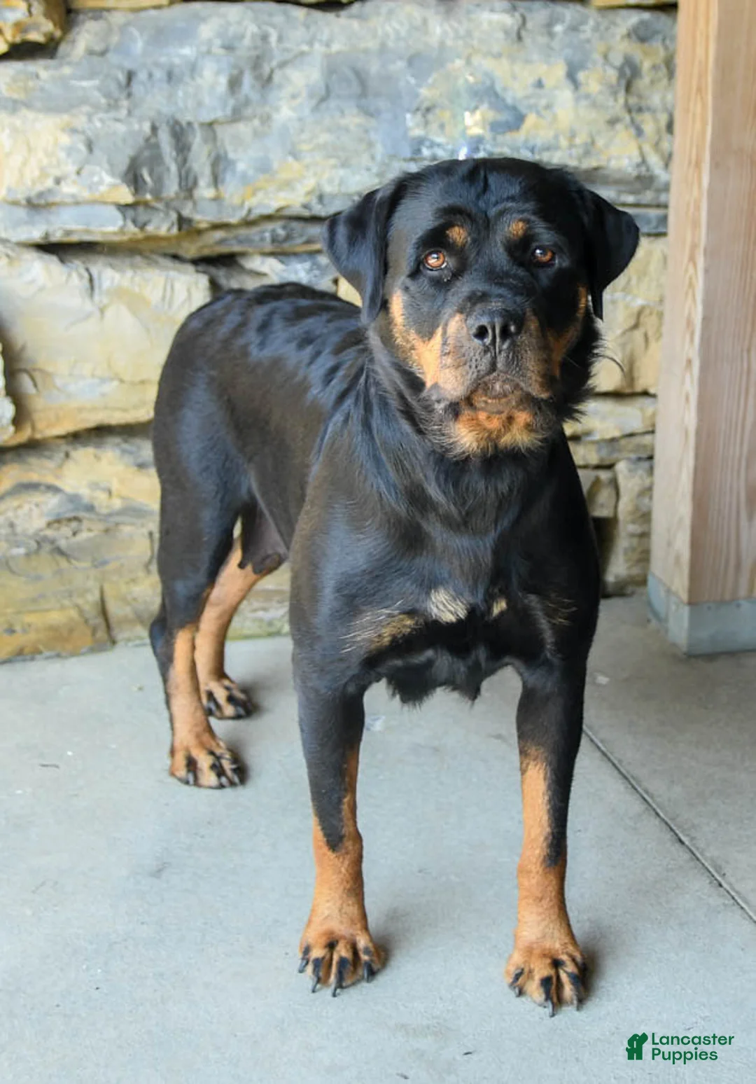 Rottweiler dogs for sale: Rhea - Ad 6