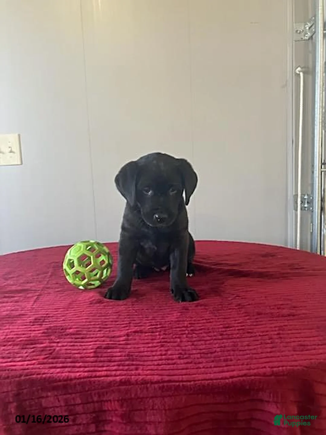 Labrador Retriever dogs for sale: Twinkle - Ad 8