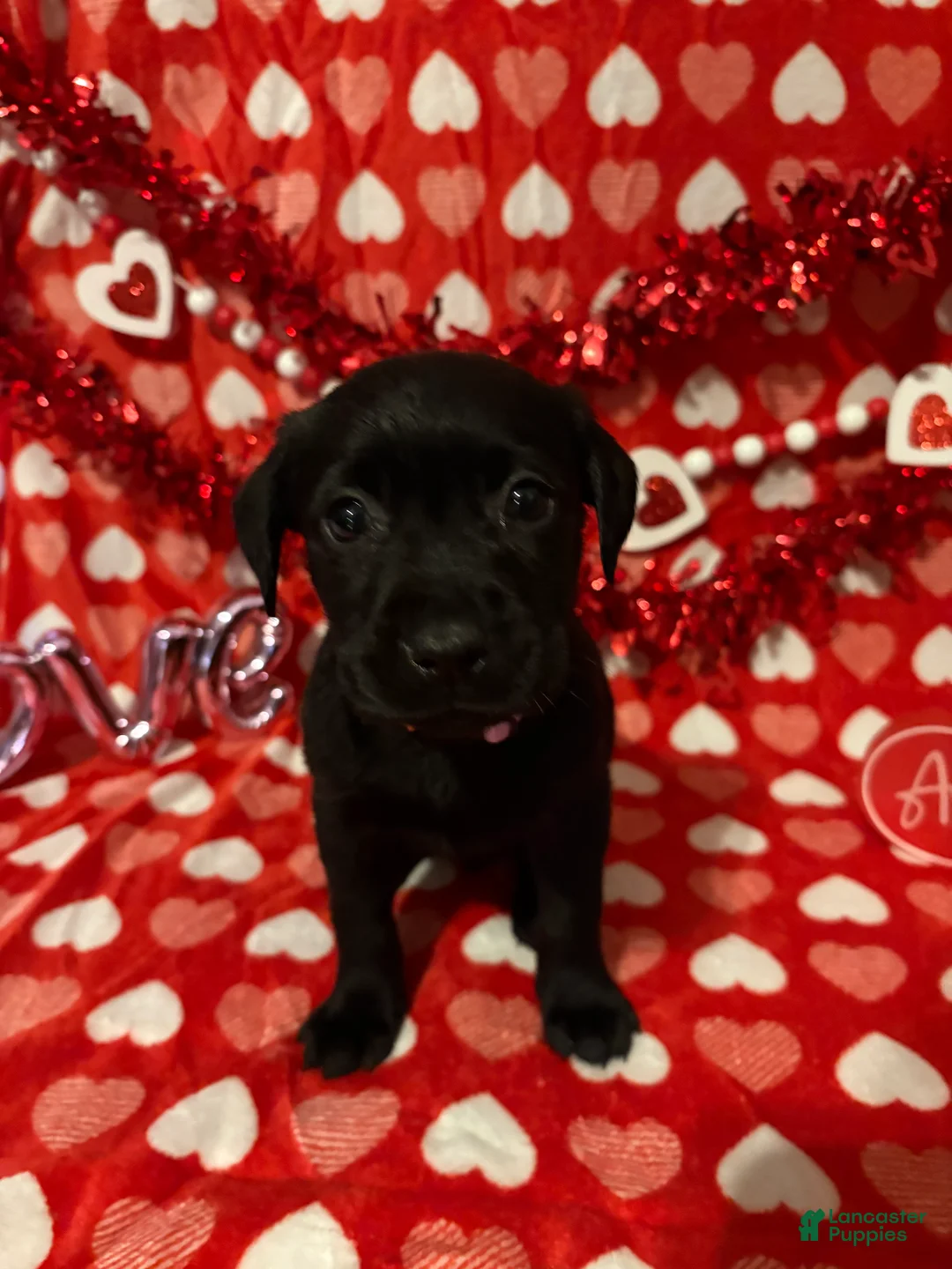 Labrador Retriever dogs for sale: Maggie - Ad 2