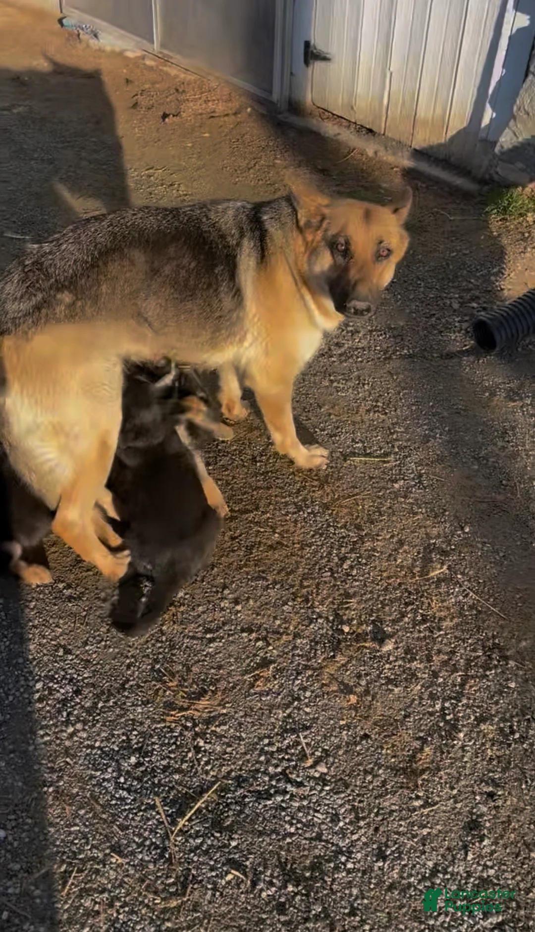 German Shepherd dogs for sale: Chief - Ad 2