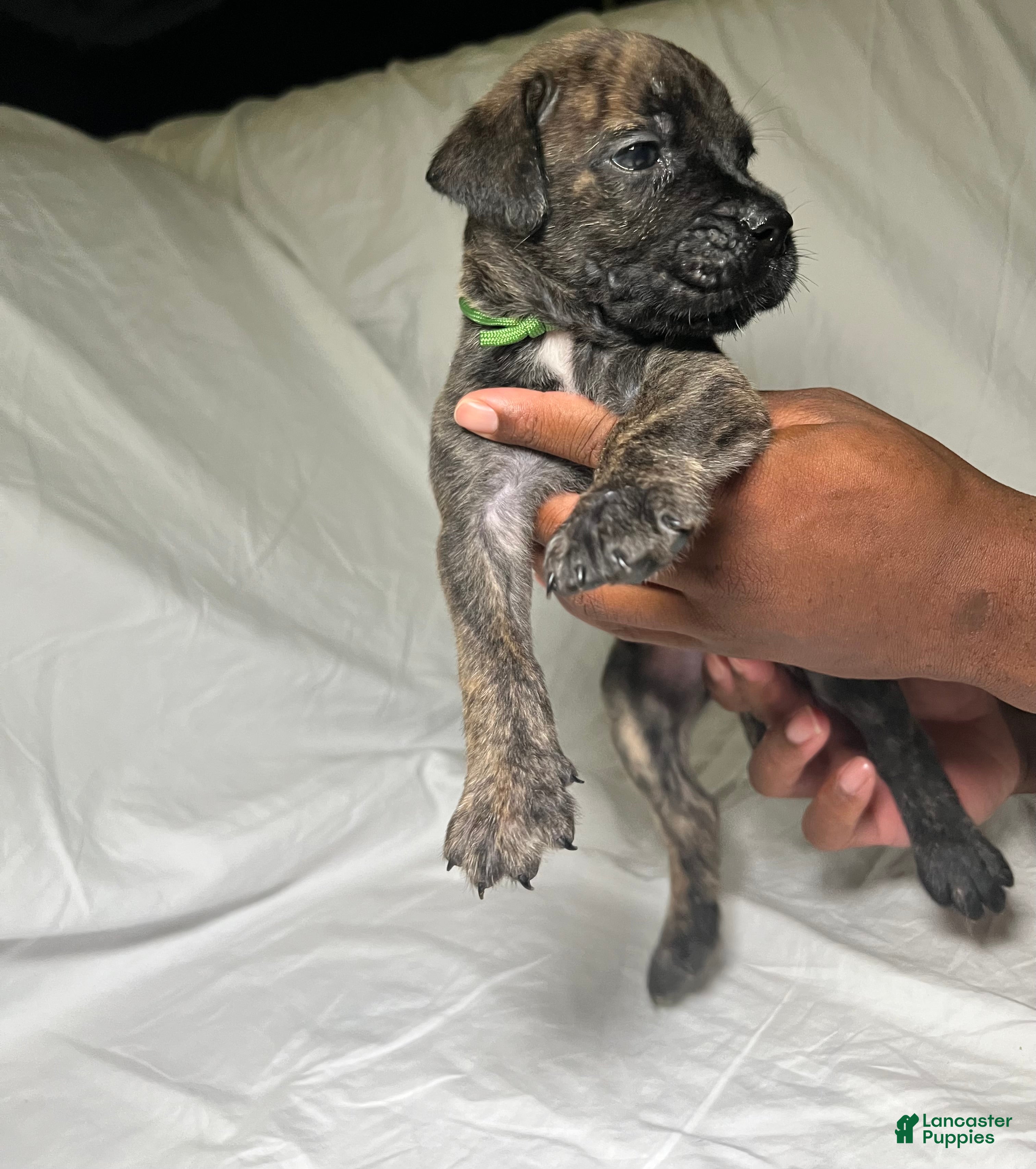 Presa Canario dogs Presa Canario 14 - Ad 22
