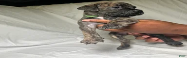 Presa Canario 14